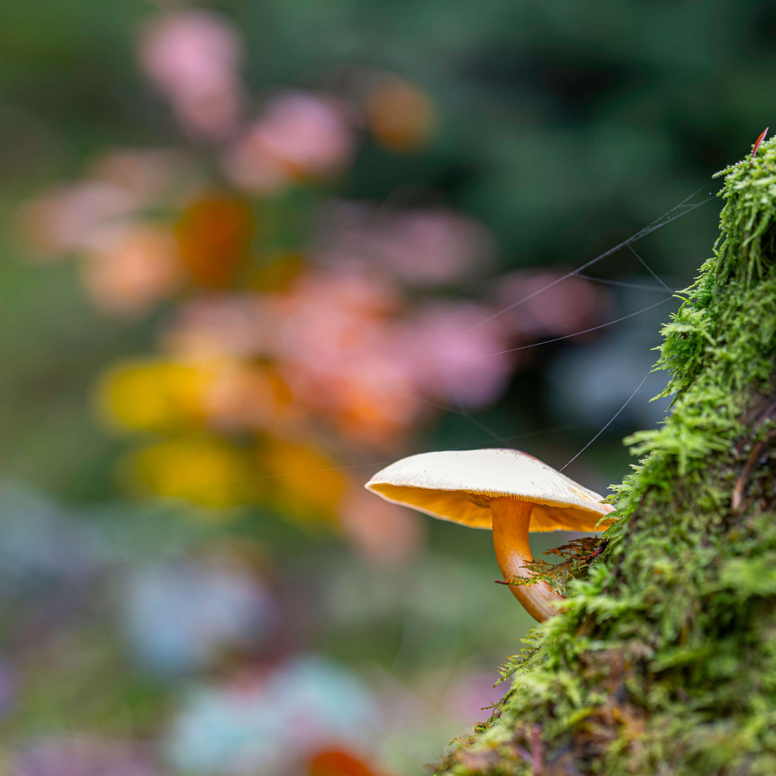 Herbstprogramm 2026
